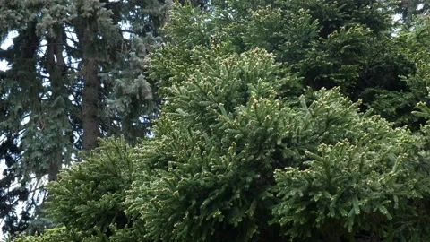 Young soft needles grew on spruce branches. background with needles. Vídeos de archivo 265494922