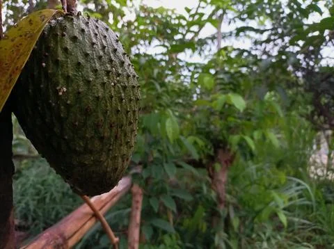 Young soursop Stock Photos