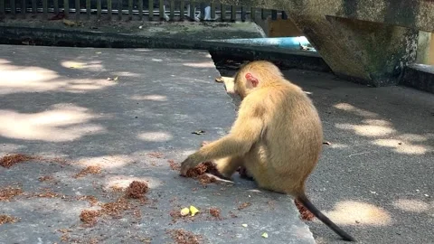 A young southern pig-tailed macaque forages for food in plant debris. Stock Footage 344513649