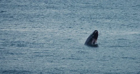 Young Southern Right whale breaching to the right Stock Footage 87711294