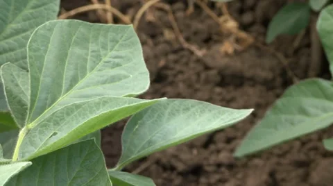 Young soybean leaves Stock Footage 39672420