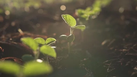 Young soybean plant at sunset Video stock 163990652