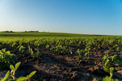 Young soybean plants thrive in rows across a vast agricultural field, baski.. Stock Photos