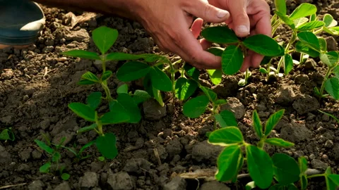 Young soybean sprouts on the field. Selective focus. Stock Footage 244576950