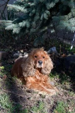 Young spaniel in the shade Stock Photos