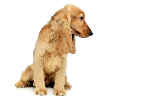 Young spaniel in a white photo studio Stock Photos