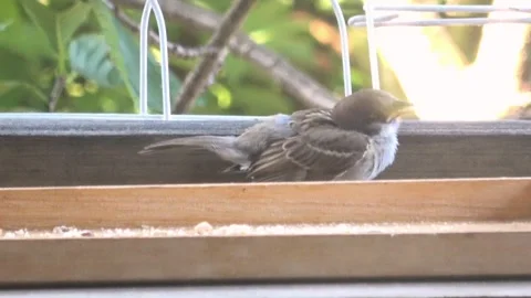 Young Sparrow Bird and its Parent Feeding on Nuts in Garden. 4K. Eurasian Tree S Stock Footage 340537281