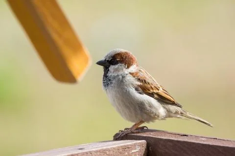 Young sparrow on branch Stock Photos