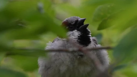 Young sparrow calling for parents Stock Footage 116103852