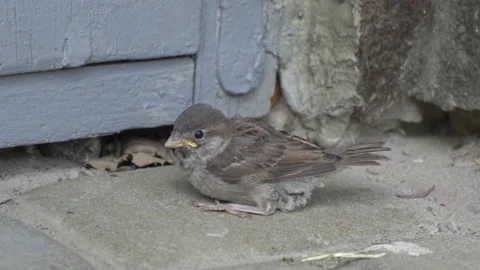 The young sparrow does not fly Stock Footage 197684796