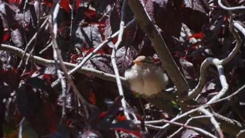 Young sparrow dries up after the rain Stock Footage 143773273