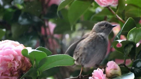 A Young Sparrow Flapping it's Wings at it's Reflection in a Window Stock Footage 48775326