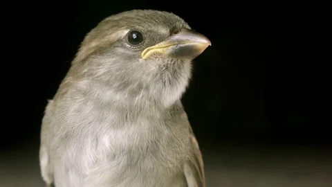 Young Sparrow Flexes looking around, flexing it's facial feathers Stock Footage 77256073