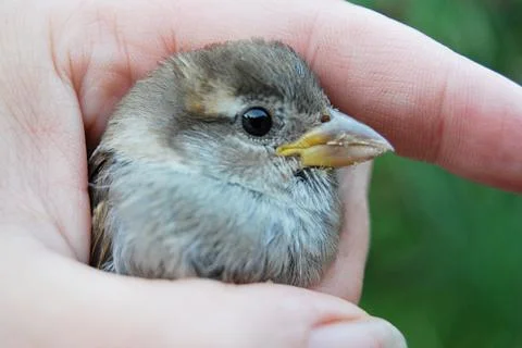 A young sparrow in the hand Stock Photos