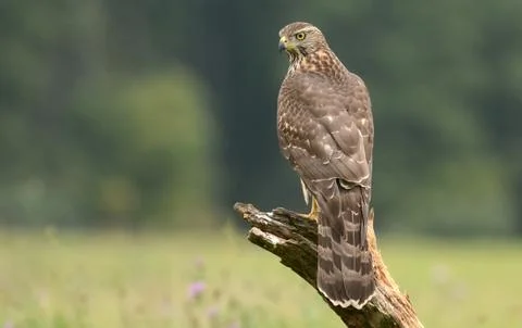 Young Sparrow hawk Stock Photos