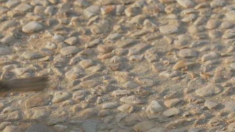 Young sparrow is jumping Stock Footage 90965760