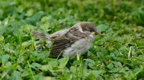 Young sparrow learning to fly on green grass Stock Footage 63127385