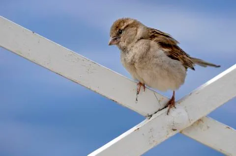 Young sparrow perched Stock Photos