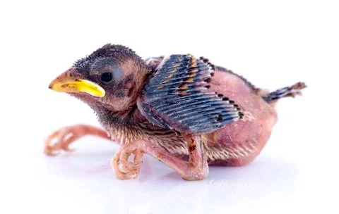 Young sparrow Stock Photos