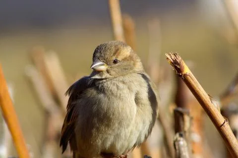 Young sparrow Stock Photos