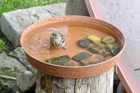 Young sparrow sinking deeper into the water while bathing in a garden bird bath 스톡 사진