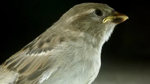 Young Sparrow's Right Stock Footage 77256303