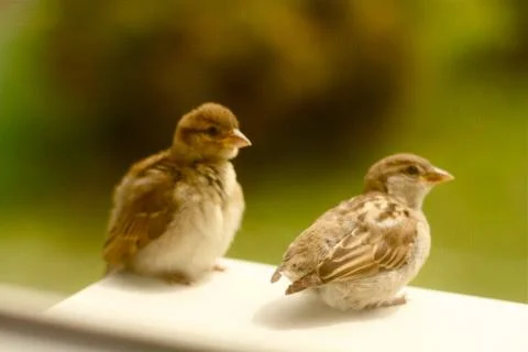 Young Sparrows Sitting by a Window Stock Photos