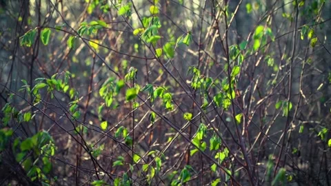 Young sparse leaves swaying in the wind on bare bushes in snowless winter Stock-Footage 146079246