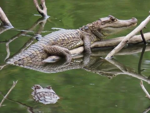 Young Spectacled Caiman Basking on Log in Freshwater Stock Photos