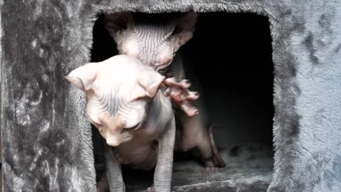Young sphynx cat is kneading other in cats hide. Stock Footage 336977141