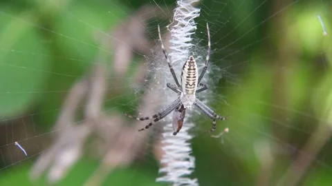 Young spider eating Stock Footage 83473685