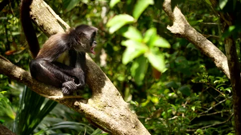 Young Spider Monkey in tree has a big Yawn Stock Footage 255920028