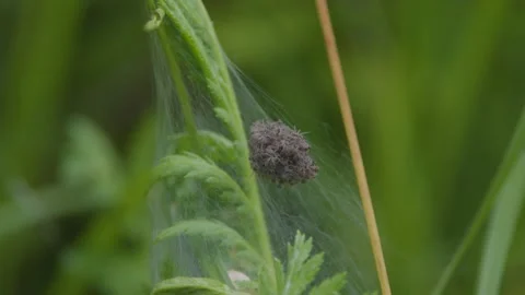 Young spiders in their nest in summer Stock Footage 336488868