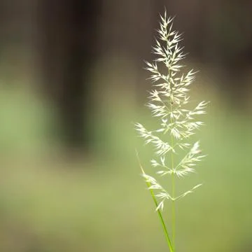 Young Spikelet Stock Photos