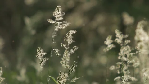 Young Spikelets in the Rain Stock Footage 89726390