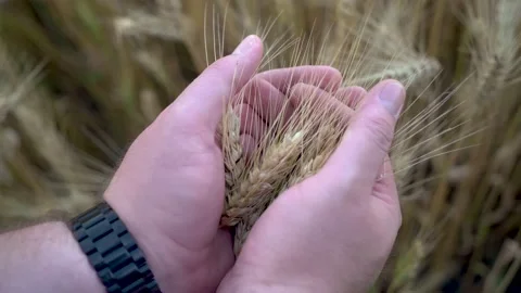 Young spikelets of wheat in the hands of the farmer. Agro farm field Stock Footage 157318896