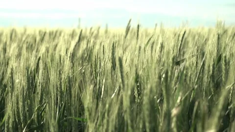 Young spikelets of wheat. the wind shakes the spikelets. cereal crops, harvest. Stock Footage 213359068