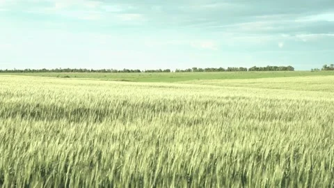 Young spikelets of wheat. the wind shakes the spikelets. cereal crops Stock Footage 214487264