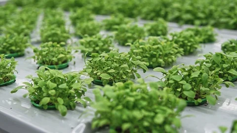 Young spinach or lettuce grows in modern vertical farm in greenhouse Stock Footage 125484571