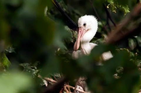 Young spoonbill Stock Photos