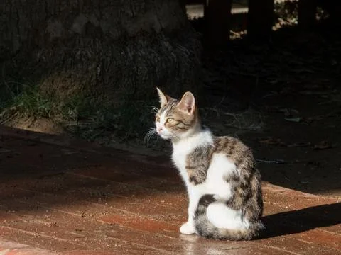 A young spotted cat in the yard, in the rays of the morning sun Stock Photos