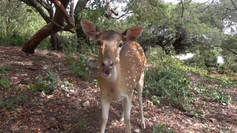 Young spotted deer chews Video stock 94810164