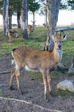 A young spotted deer close up Stock Photos