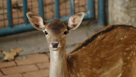 Young spotted deer standing and looking directly at the camera inside a zoo Stock Footage 325791622