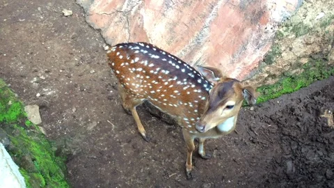 Young spotted deer standing on the ground in a zoo enclosure Video stock 333635697