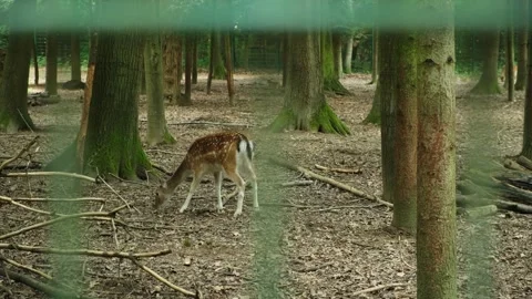Young spotted fallow deer walking in forest enclosure behind fence Stock Footage 345715521
