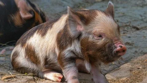 Young Spotted Piglet Resting Stock Photos