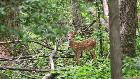 A young spotted White-tailed Deer fawn standing in the forest Stock Footage 346329066