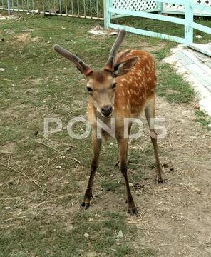 Young, spotty deer in the rostov zoo. Stock Photos