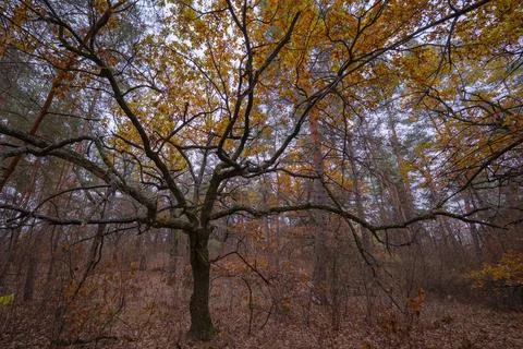 A young spreading oak tree in the dense thicket of an autumn forest Stock Photos
